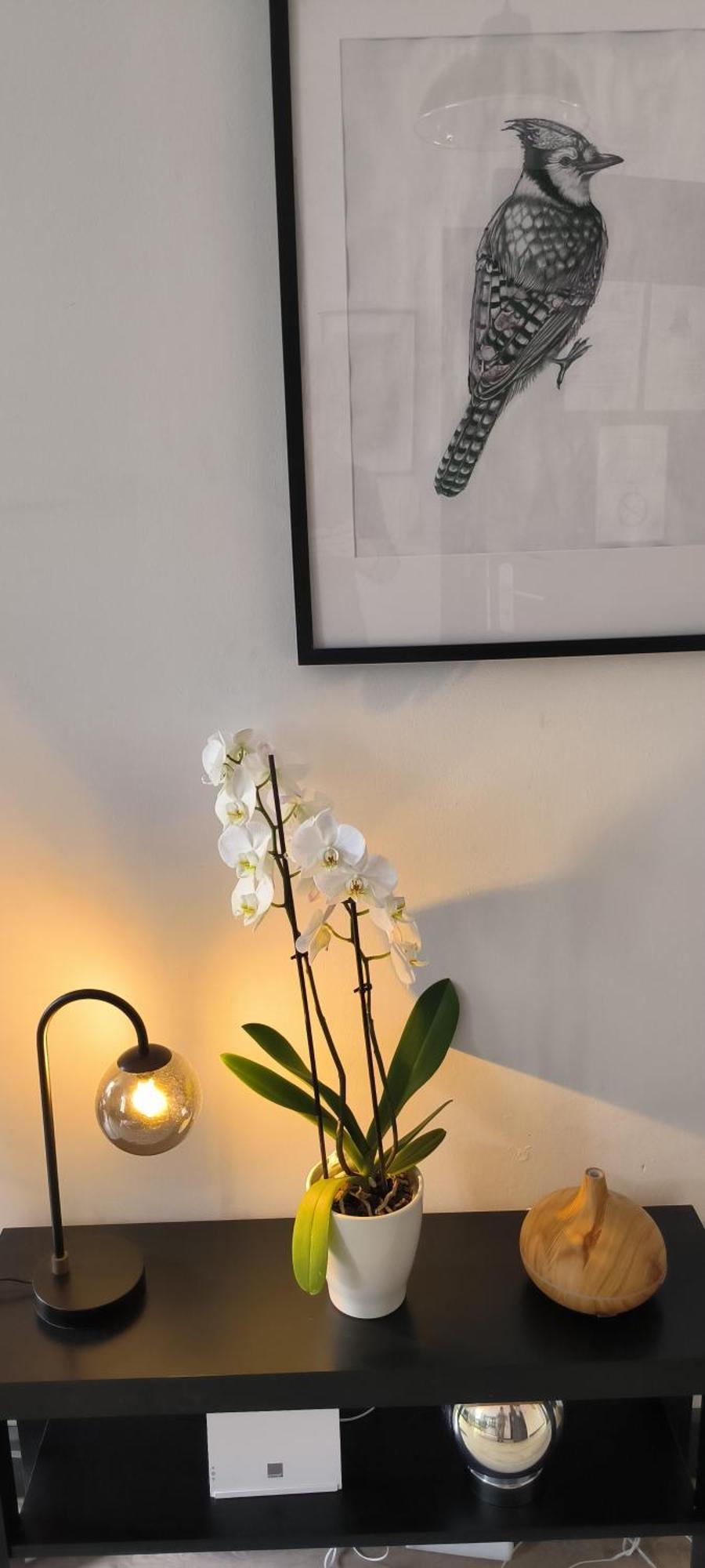 Appartement Sous Les Remparts การ์กาซอน ภายนอก รูปภาพ